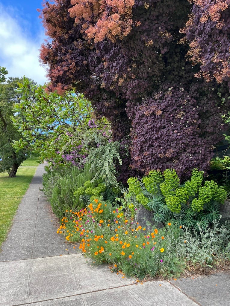 A big bush with purple leaves goes up over a variety of lower-lying green bushes with orange and pink flowers.
